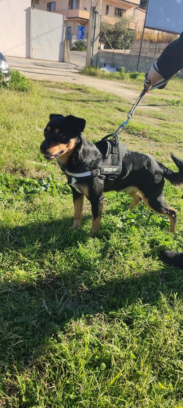 Nerone, Bellissimo Cagnolino Di 3 Anni